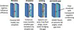 Comprehensive Condensation Flow Regimes in Air Gap Membrane Distillation: Visualization and Energy Efficiency